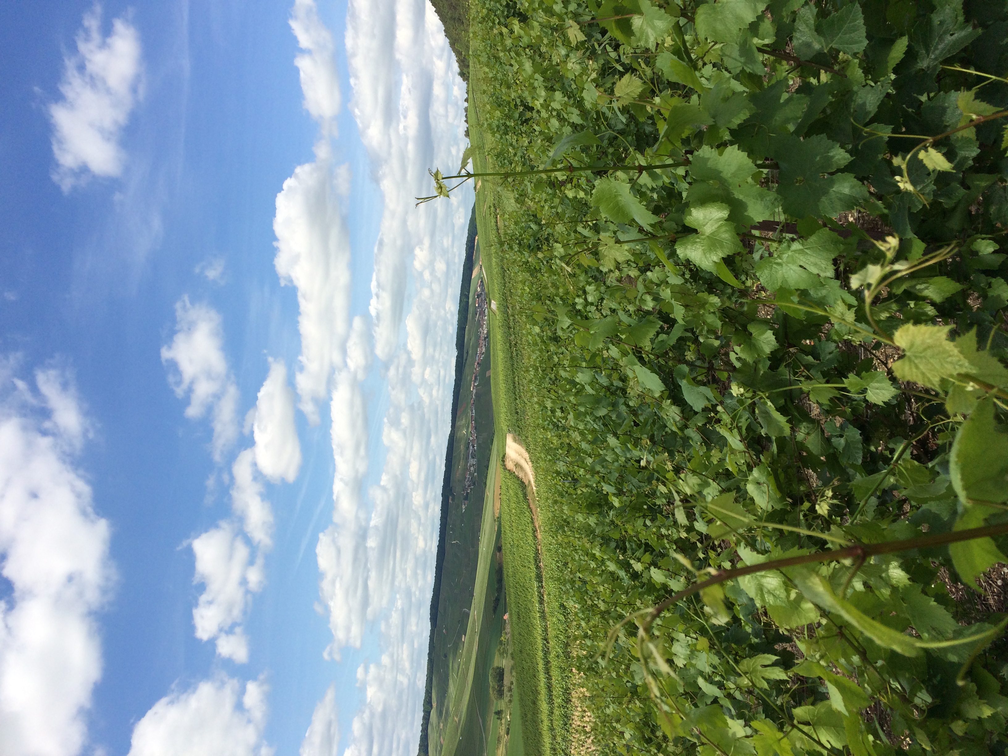 Denis Frézier｜ ヌーヴェル・セレクション Nouvelles Selections Inc